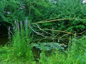 Biotopschutz im Kreis Hildesheim