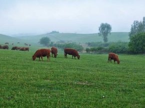 extensive Weidetierhaltung in strukturreicher, borddeutscher Landschaft