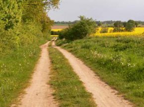 Strukturreicher Feldweg bei Ratzeburg mit Hecke und Kräuterrandstreifen, Lebensraum z.B. für Hase, Reh, Hermelin, Singvögel und zahlreiche Insekten