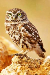 Steinkauz (athene noctua)