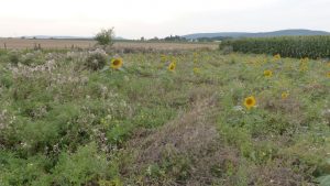 Blumenwiese neben Maisfeld (Monokultur), Kreis Hildesheim