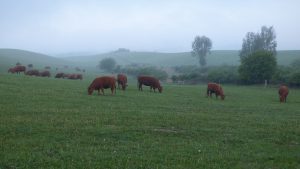 Extensive keeping of grazers