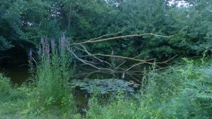 Habitat protection in County Hildesheim