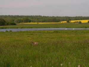 Intakte Natur in Norddeutschland