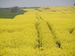 Ökologische Landwirtschaft