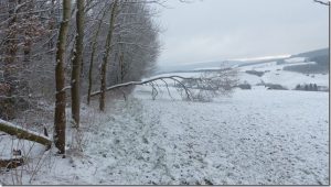 2017 erworbene Fläche bei Grünenplan (Kreis Holzminden)